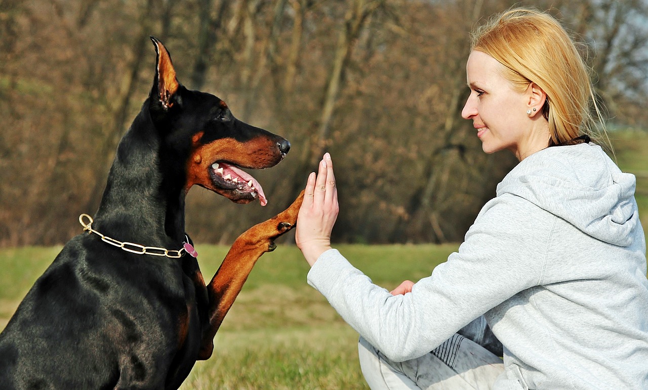 A Guide to Understanding the Doberman Pinscher